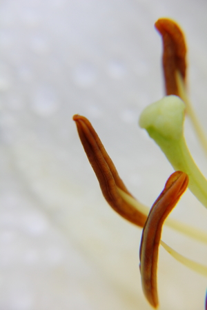 Daylily. Pistils and stamens. の写真素材