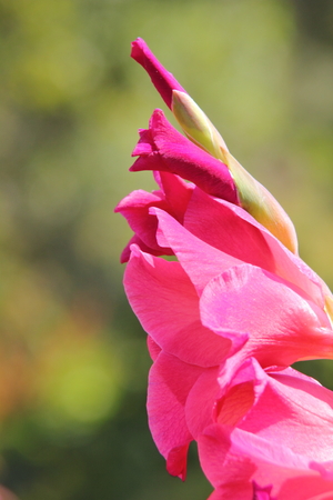 Blooming flower gladiolus growing in the summer garden. の写真素材