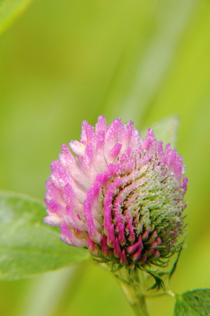 Blossoming clover flower growing on the summer meadow. の写真素材