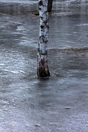 The ice river flowing among birches.の写真素材