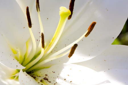 The blossoming flower of a white lily growing in a summer garden.の写真素材