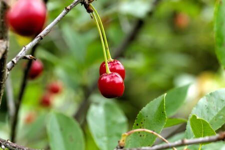 The ripening cherry berries in a summer garden.