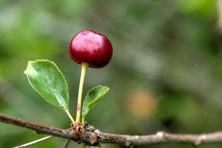 The ripening cherry berries in a summer garden. The ripening cherry berries in a summer garden.