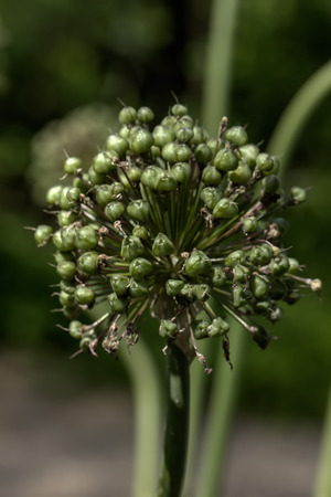 Flower. The blossoming decorative onions growing in a summer garden.の写真素材