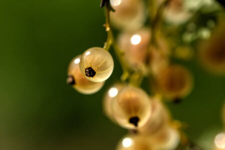 Garden berry. The ripe white currant growing in a summer garden.の写真素材