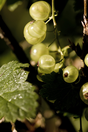 Garden berry. The ripe white currant growing in a summer garden.の写真素材