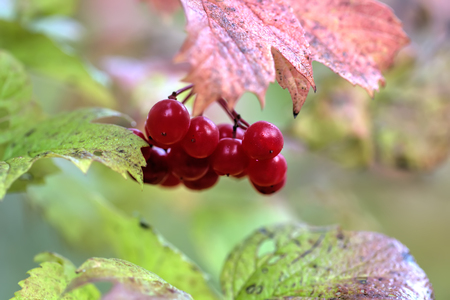 Red berries. The ripe berries of a guelder-rose growing in the summer wood.の写真素材