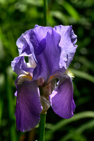 Decorative iris. Cultivated flower.の写真素材