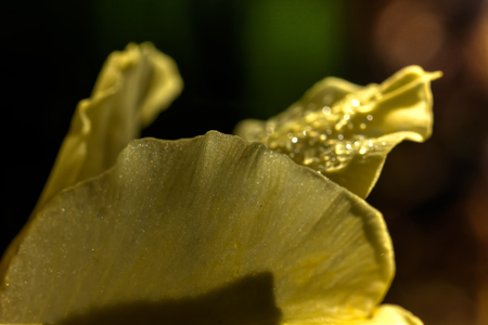 Rain drops on petals of a cultivated flower.の写真素材