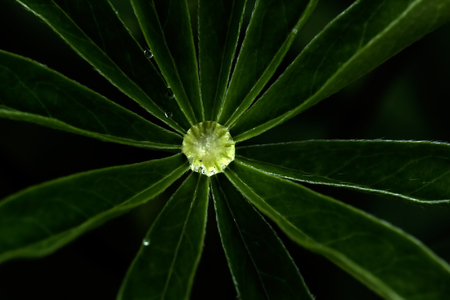 Rain drops on plant leaves in the summer wood.の写真素材