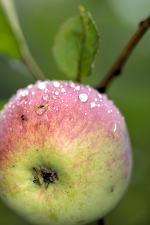 The ripe apple hanging on an apple-tree branch in a summer garden.の写真素材
