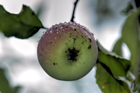 The ripe apple hanging on an apple-tree branch in a summer garden.の写真素材