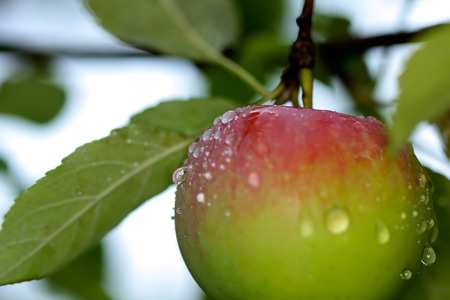 The ripe apple hanging on an apple-tree branch in a summer garden.の写真素材