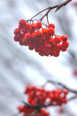 The ripe berries of a mountain ash hanging on tree branches.の写真素材