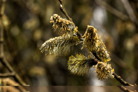 A flower of the willow blossoming in the spring wood.
