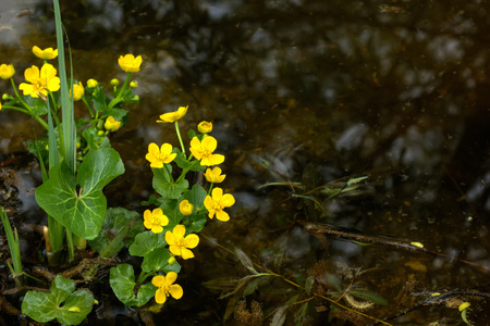 Blooming spring flower marsh marigold grows in the spring forest.の写真素材