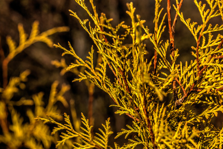 Arborvitae branches growing in a spring garden.の写真素材