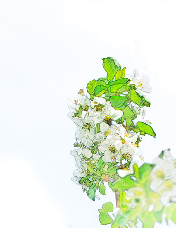 Flowers growing on an apple tree in the spring garden.の写真素材