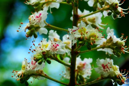 Flowers on the chestnut growing in the spring city.の写真素材