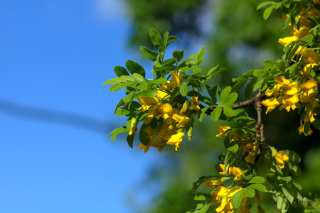 Siberian pea shrub flower blooming in spring garden.の写真素材