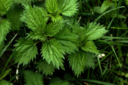 Nettle growing in the summer forest. Wild plant.