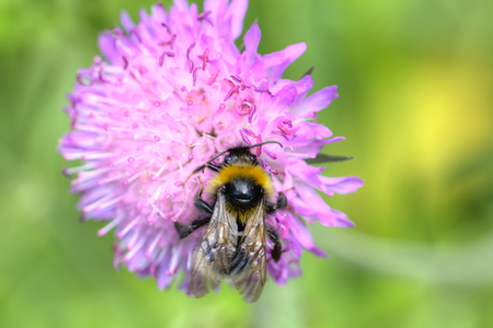 Bumblebee sitting on a field flower. Summer meadow.の写真素材