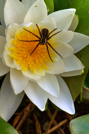Spider sitting in an ambush on a flower.の写真素材