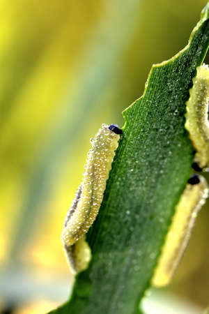 A caterpillar eating a leaf of a plant growing in a summer garden.
