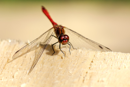 A Great dragonfly sitting on a leaf of a plant.の写真素材