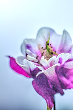 The flower of the aquilegia growing in the summer garden.の写真素材