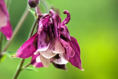 The flower of the aquilegia growing in the summer garden.の写真素材