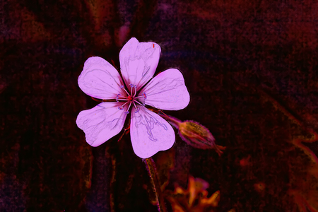 A geranium flower growing on a summer meadow.の写真素材