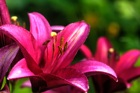 A flower of a decorative lily growing in a summer garden.の写真素材