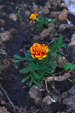 The flower of the marigold growing in the summer garden.の写真素材