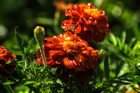 The flower of the marigold growing in the summer garden.の写真素材