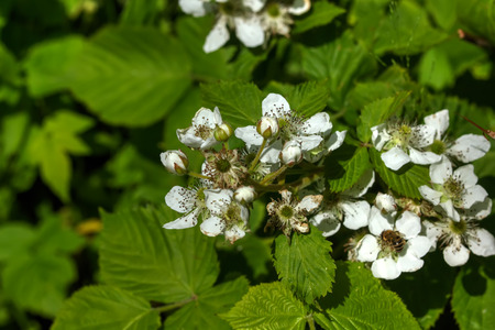 A bramble flower growing in a summer garden.の写真素材