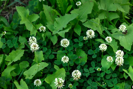 A Trifolium repens flower growing on a summer meadow.の写真素材