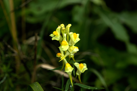Wild flower. A toadflax flower growing on a summer meadow.の写真素材