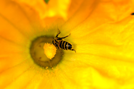 Wasp sitting on the petal of a garden flower.の写真素材