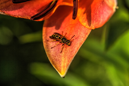 Wasp sitting on the petal of a garden flower.