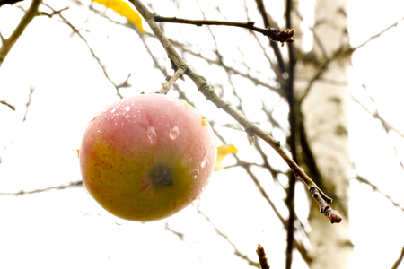 A ripe apple hanging on an apple tree in a summer garden.の写真素材