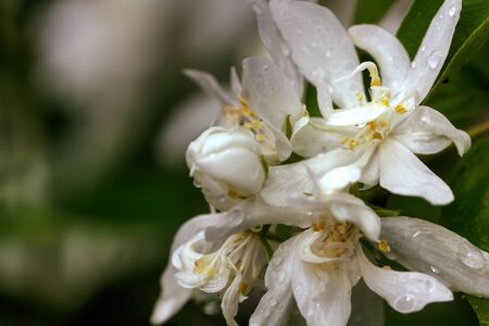 Flowers of the philadelphus blossoms in the summer garden.の写真素材