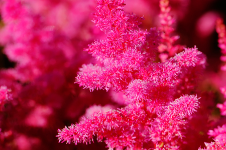 The astilba flower blossoming in a summer garden.の写真素材