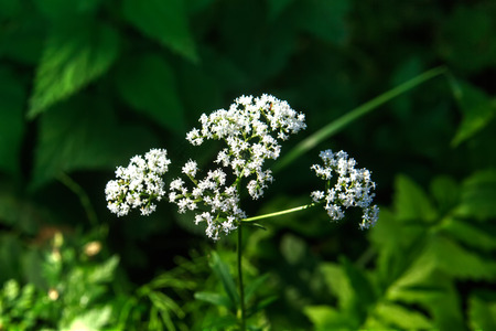 The valeryan flower growing on a summer meadow.の写真素材