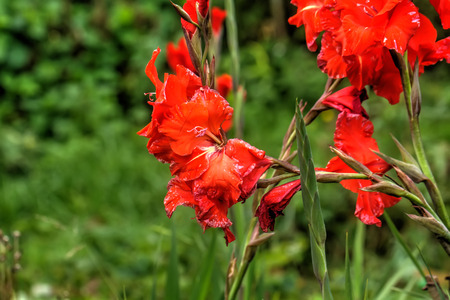 The flower of a red gladiolus growing in a summer garden.の写真素材