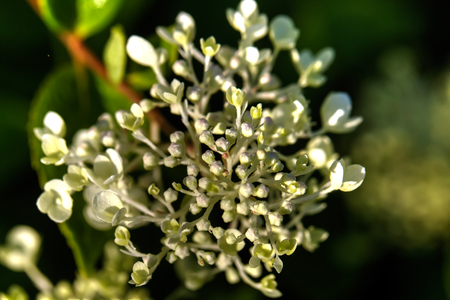The flower of a Hydrangea growing in a summer garden.の写真素材