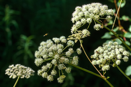 A flower of a angelica growing on a summer meadow.