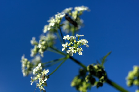 A flower of a angelica growing on a summer meadow.の写真素材