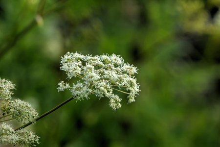 A flower of a angelica growing on a summer meadow.の写真素材