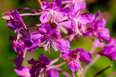 The willow-herb flower growing on a summer meadow.の写真素材
